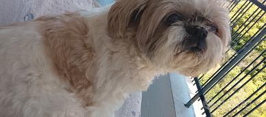 Shih Tzu femmina disponibile per accoppiamento
