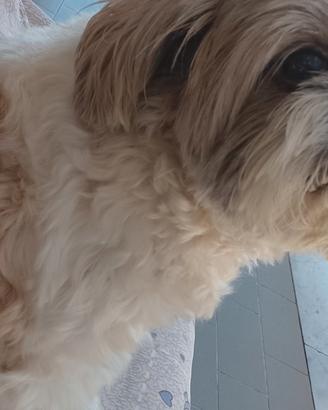 Shih Tzu femmina disponibile per accoppiamento