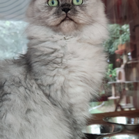 British Blue Shaded Chinchilla'