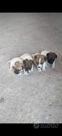 Jack russel nani zampa corta femmine