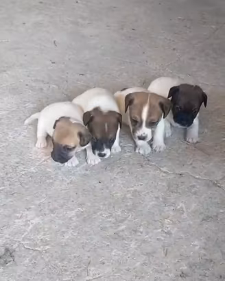 Jack russel nani zampa corta femmine