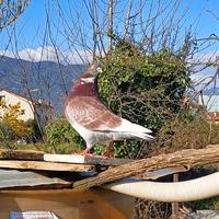 Piccione California doppio petto maschio a Terni