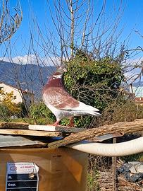 Piccione California doppio petto maschio a Terni
