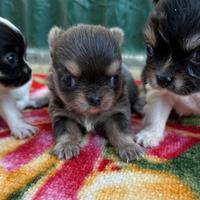 Cuccioli chihuahua