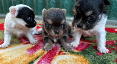 Cuccioli chihuahua