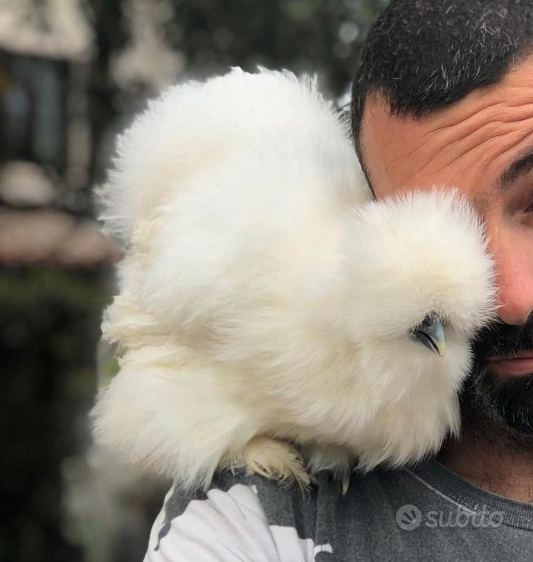 Galline, galli, pulcini Moroseta - Animali In vendita a Ancona