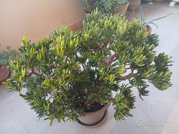 Albero di Giada 