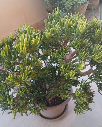 Albero di Giada 