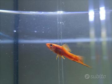 Pesce platy portaspada rosso 