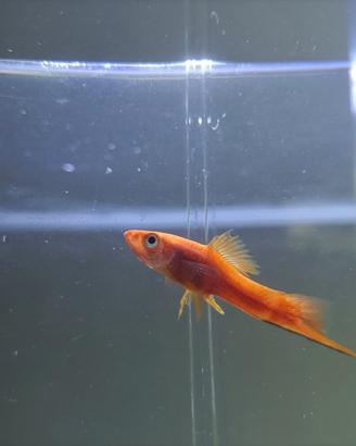 Pesce platy portaspada rosso 