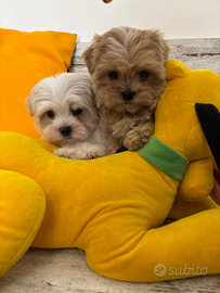 Maltipoo mini toy