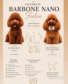 Cuccioli di barboncino nano fulvo
