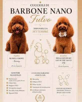 Cuccioli di barboncino nano fulvo