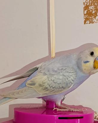 Cocorite Rainbow e ala grigia allevate a mano