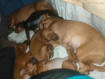 Disponibile una piccola pincherina di 2 mesi