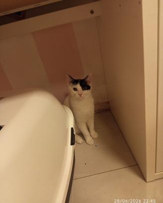 Gattini 5 mesi