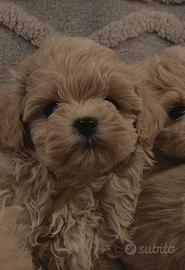 Maltipoo