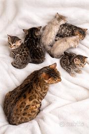 Cuccioli di gatto del bengala