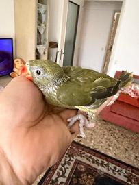 Pappagallo parrocchetto dal collare