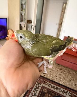 Pappagallo parrocchetto dal collare