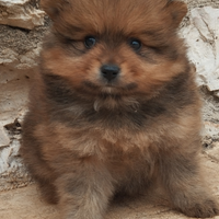 Spitz volpino di Pomerania