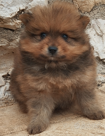 Spitz volpino di Pomerania