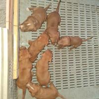 Animali