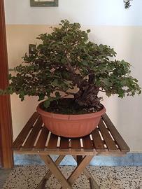 Bonsai,PreBonsai Leccio  Yamdori