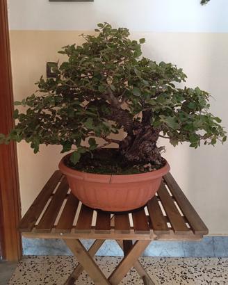 Bonsai,PreBonsai Leccio  Yamdori