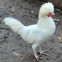 Galletti razza ornamentale