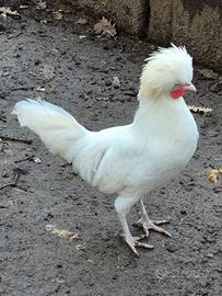 Galletti razza ornamentale