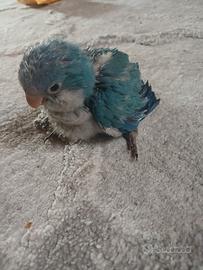 Baby parrocchetto monaco blu