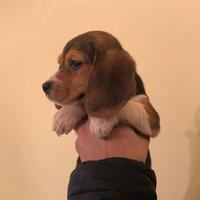 Cuccioli di Beagle con pedigree Enci
