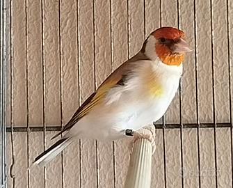 Cardellina Frigorys Bruna