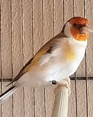 Cardellina Frigorys Bruna