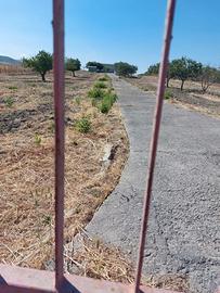 Terreno agricolo: 2 lotti confinanti