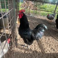Gallo Australorp e Amrocks