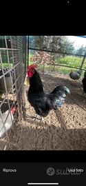 Gallo Australorp e Amrocks