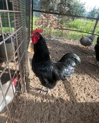 Gallo Australorp e Amrocks