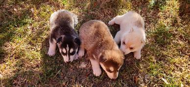 Cuccioli di Husky