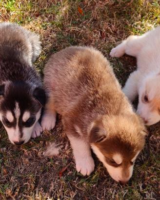 Cuccioli di Husky