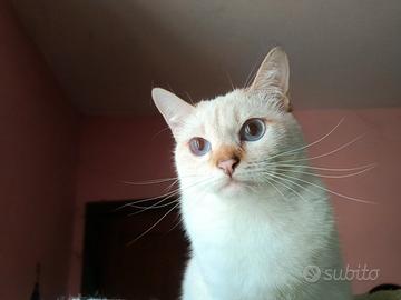 Disponibili gattini Thai Siamese Tradizionale
