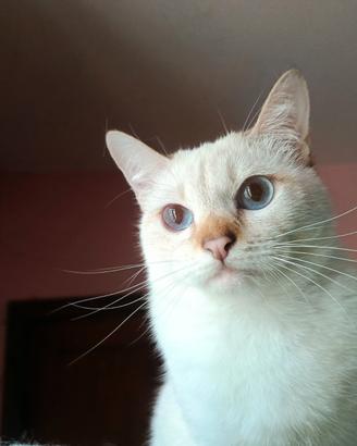 Disponibili gattini Thai Siamese Tradizionale