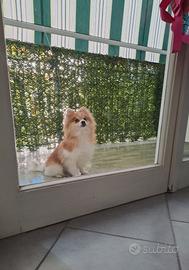 Dono spitz femmina con pedigree