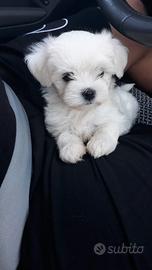 Maltese toy