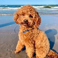 Barboncino Nano per monta