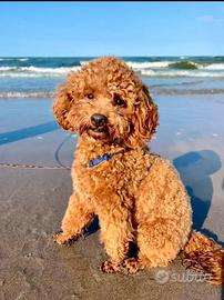 Barboncino Nano per monta