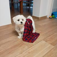 Maltese per accoppiamento