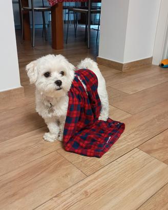 Maltese per accoppiamento