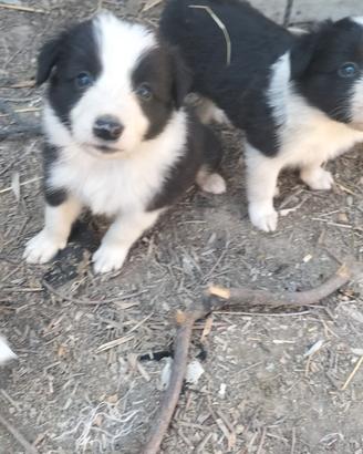 Cuccioli border collie